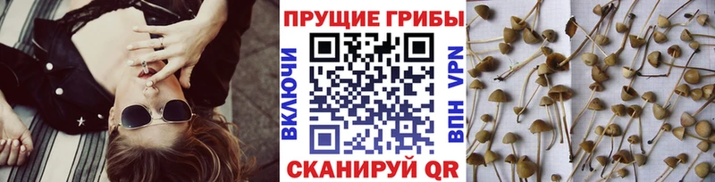 Псилоцибиновые грибы ЛСД  blacksprut как войти  Спасск 